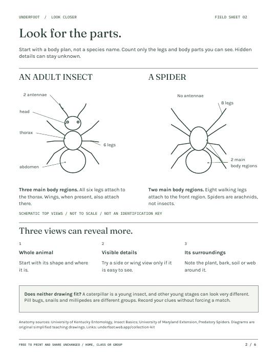 Page 2: labeled six-legged insect and eight-legged spider diagrams, with tips for observing visible details.