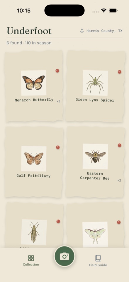 A corkboard collection of pinned specimen cards representing a family's finds